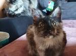 Maine Coon (Majska mývalí)